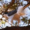 KR園・♀に獲物を渡すため呼ぶオオタカ♂ 