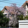 用水路・シダレザクラ