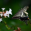 K川下流域沿道・アベリアにアゲハチョウ 