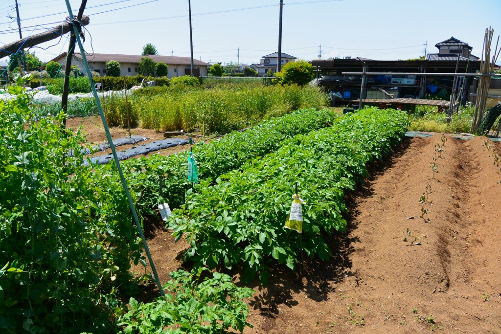 菜園・ジャガイモ手入れ終了