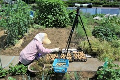 晴れの日のジャガイモ収穫