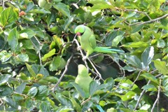 ワカケホンセイインコ雌雄