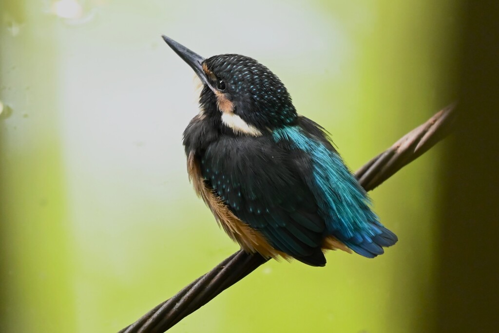 都内公園・カワセミ♂巣立ちびな 
