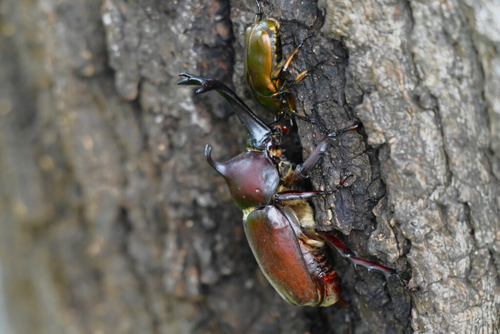 用水路・2匹のカナブンを追い払うカブトムシ♂