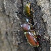 用水路・2匹のカナブンを追い払うカブトムシ♂