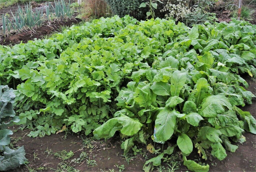 ダイコン(左)とコマツナ