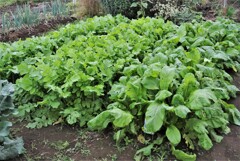 ダイコン(左)とコマツナ