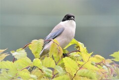 ベランダからオナガ
