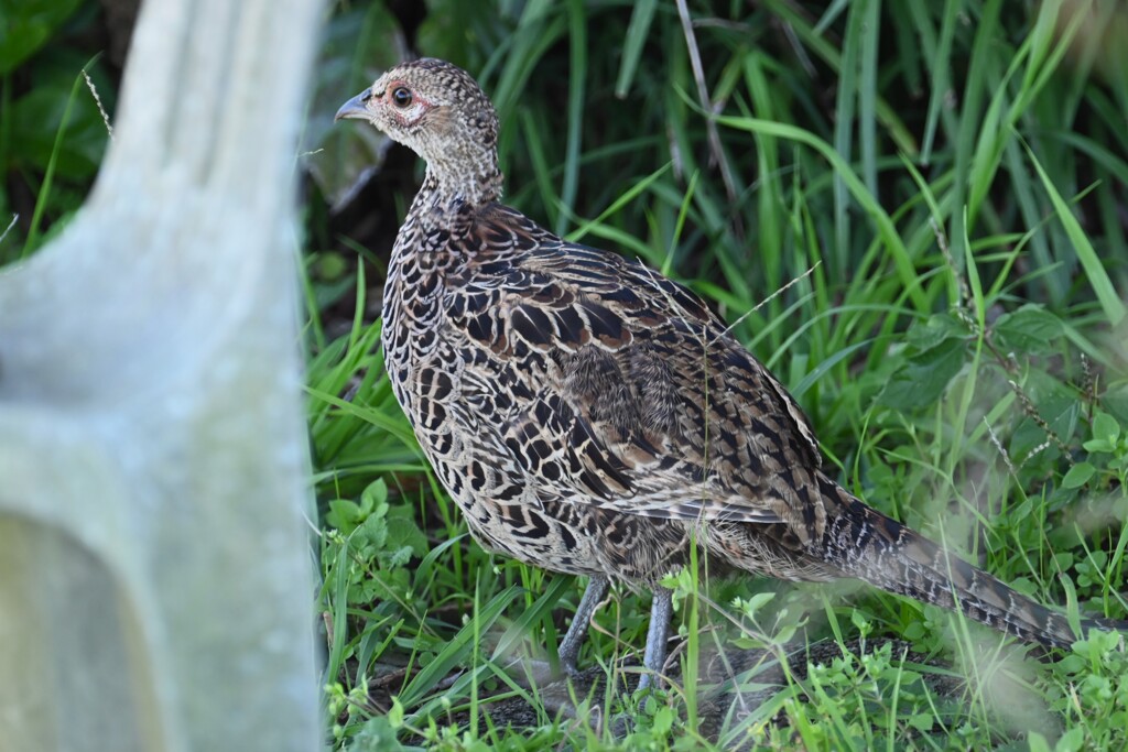 菜園・キジ♀若（個体D）