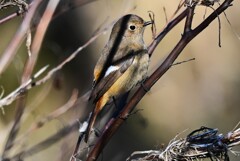 Ｋ川中流域・ジョウビタキ♀