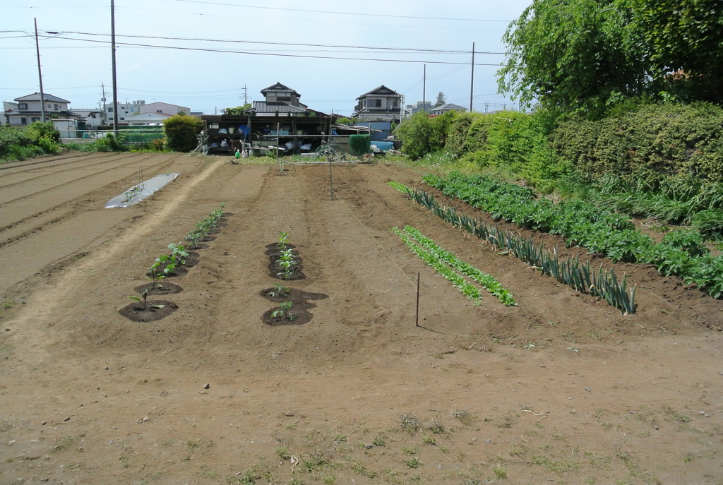 ニュー菜園全体図
