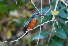 K川中流域・飛び掛る寸前のカワセミ♂若