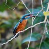 K川中流域・飛び掛る寸前のカワセミ♂若