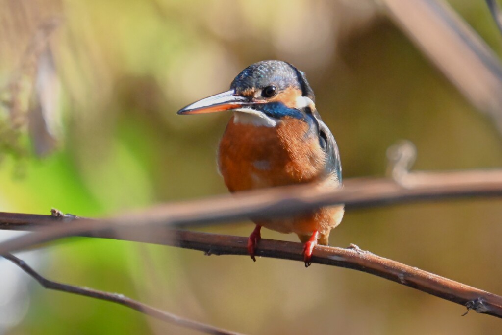 用水路・カワセミ♀ 