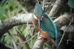 カワセミ♂の子供♂餌を探す