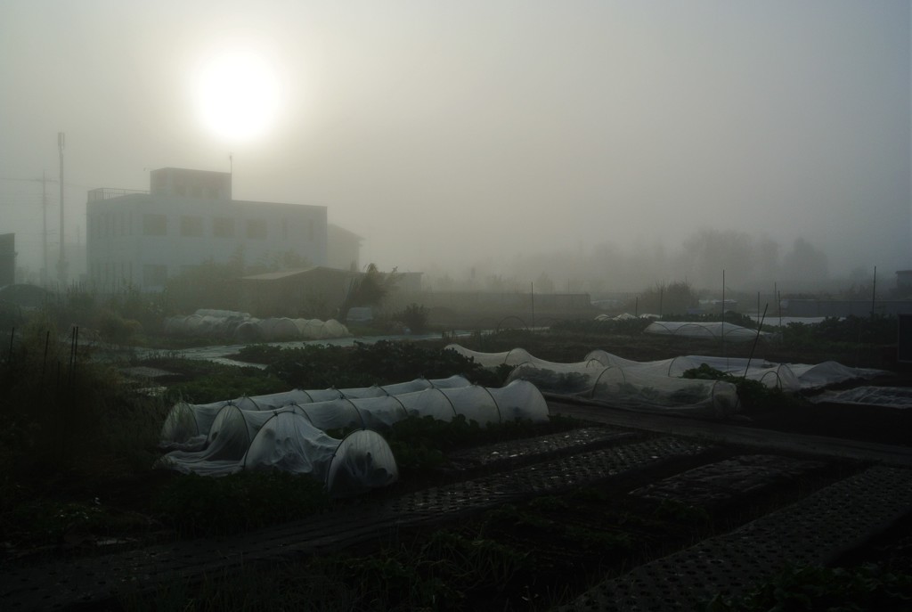 霧の菜園.