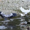 K川下流域・わずかな水溜まりでバトル、アオサギとダイサギ