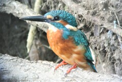 用水路の若鳥♂
