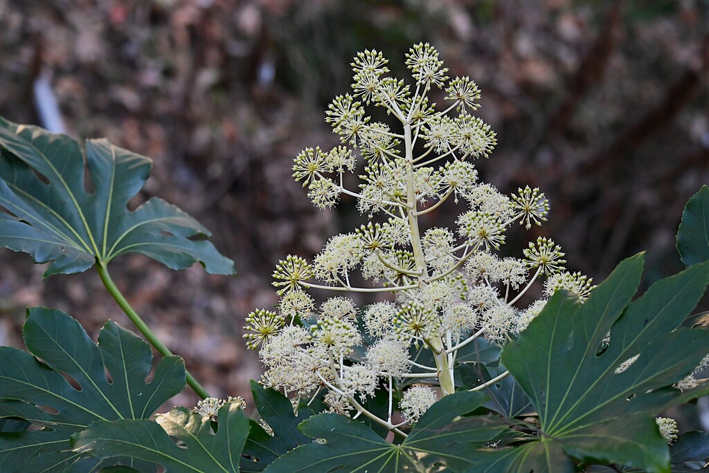 用水路・咲き始めたヤツデの花