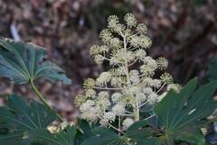 用水路・咲き始めたヤツデの花