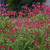K川沿道・紅一色のチェリーセージ