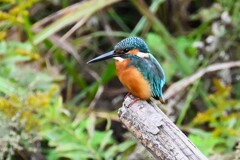 Ｋ川上流域・カワセミ♂若鳥