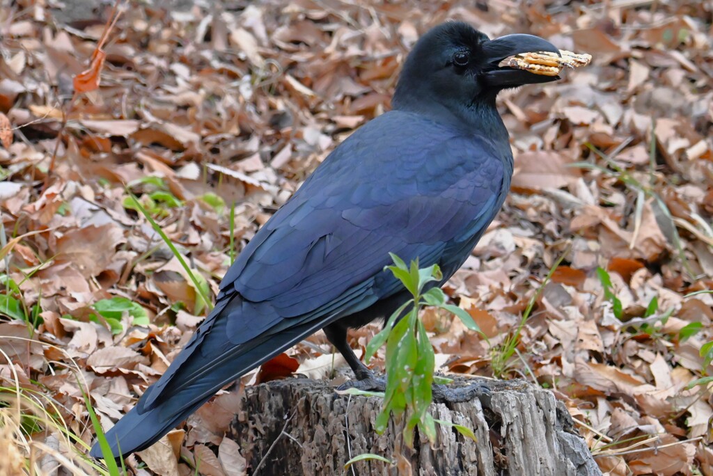 2月24日 (用水路・ハシブトガラス貯食を食べる)