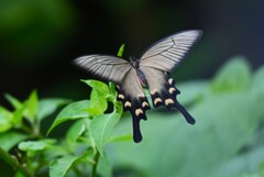 K川・ジャコウアゲハ♀ 