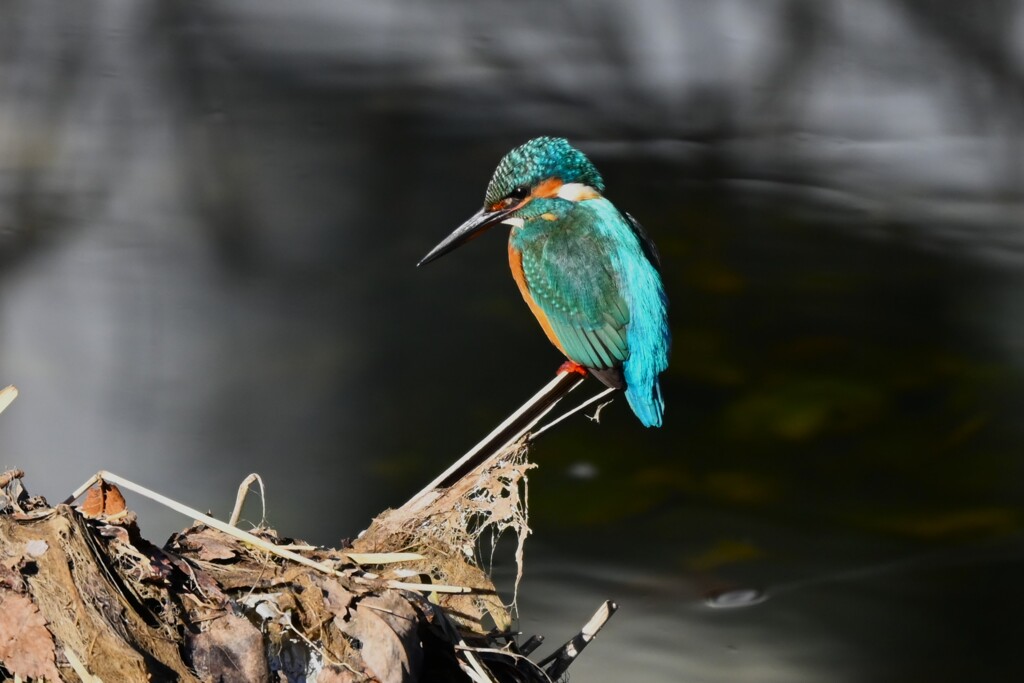 K川中流域・カワセミ♂若