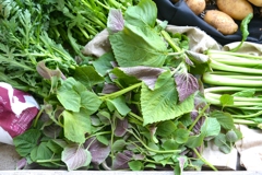 エゴマの葉・今季初収穫