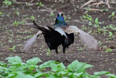 菜園・キジ♂ホロ打ち終わりは後ろから・・