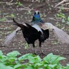 菜園・キジ♂ホロ打ち終わりは後ろから・・