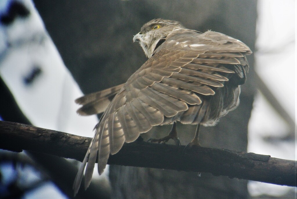 ツミ♀