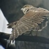 ツミ♀