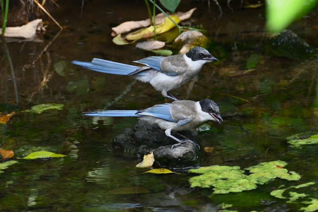 K川・オナガ幼鳥2羽で水飲み