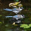 K川・オナガ幼鳥2羽で水飲み