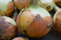 菜園・5月30日、タマネギドアップ