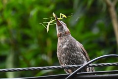用水路・オオカマキリの子供を食べるヒヨドリ
