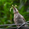 用水路・オオカマキリの子供を食べるヒヨドリ