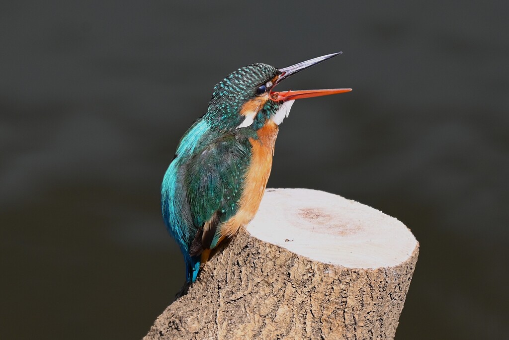 Ｋ川中流域・ペリットを吐くカワセミ♀ 