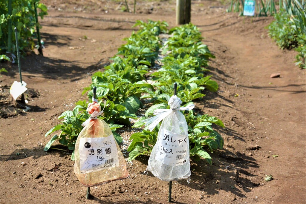芽欠き後のジャガイモ