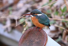 用水路・カワセミ三昧(♀若)
