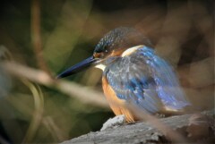 水面から4m程の高いところに止まる用水路のカワセミ♂