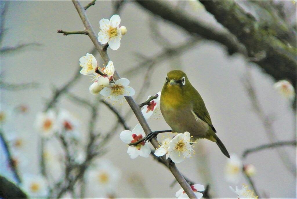 人気のウメジロ・ポーズ編