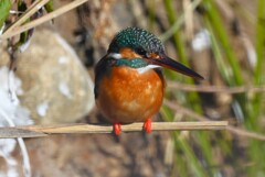 Ｋ川中流域・もう一羽のカワセミ♀