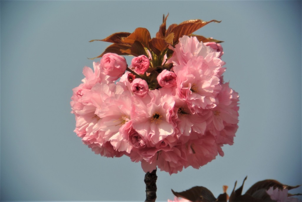 八重桜
