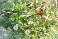 カワセミ♀タンポポと・・