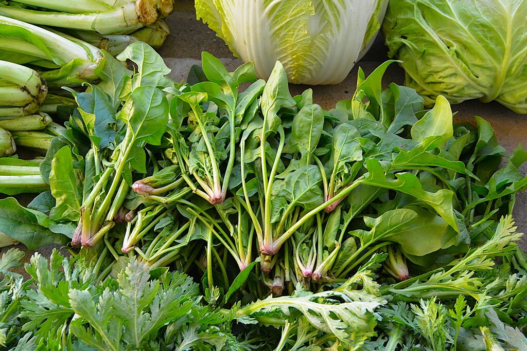 菜園・日本ホウレンソウ間引き