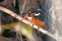 K川下流域・カワセミ♀若 