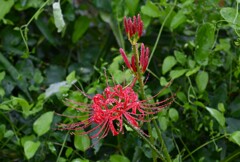用水路・雨のヒガンバナ